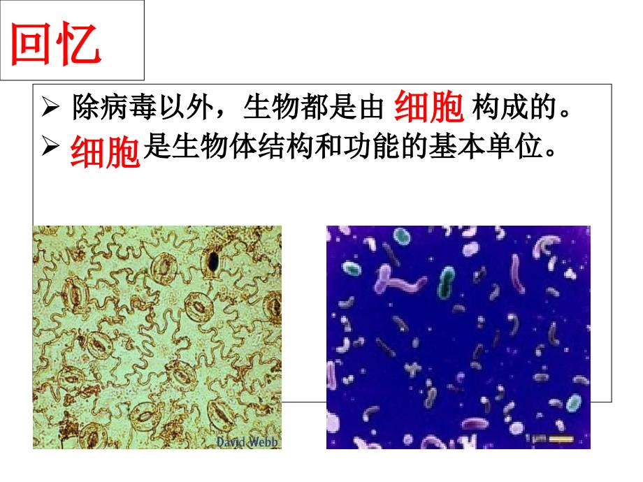 第一节练习使用显微镜59_第3页