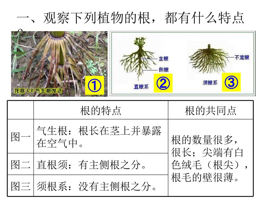 6植物怎样喝水_第2页