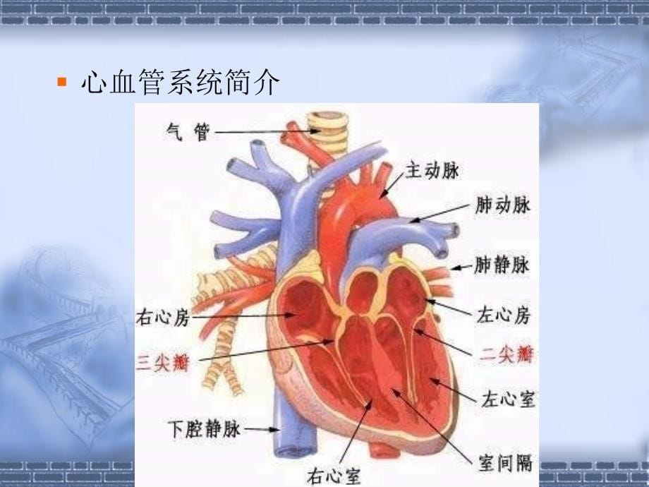 心脏疾病病人的护理_第5页