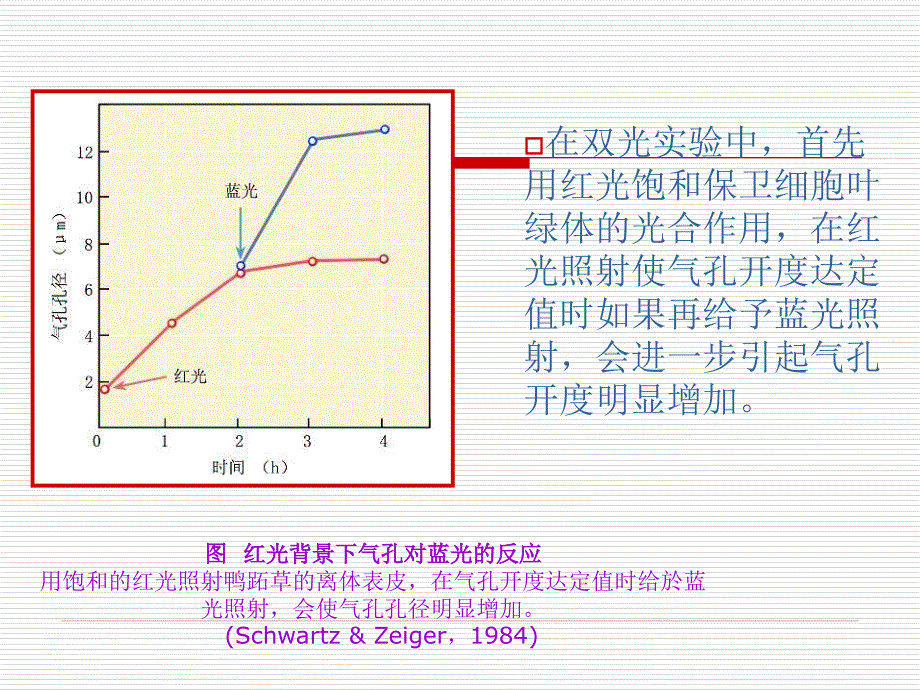 蓝光诱导气孔开放_第3页