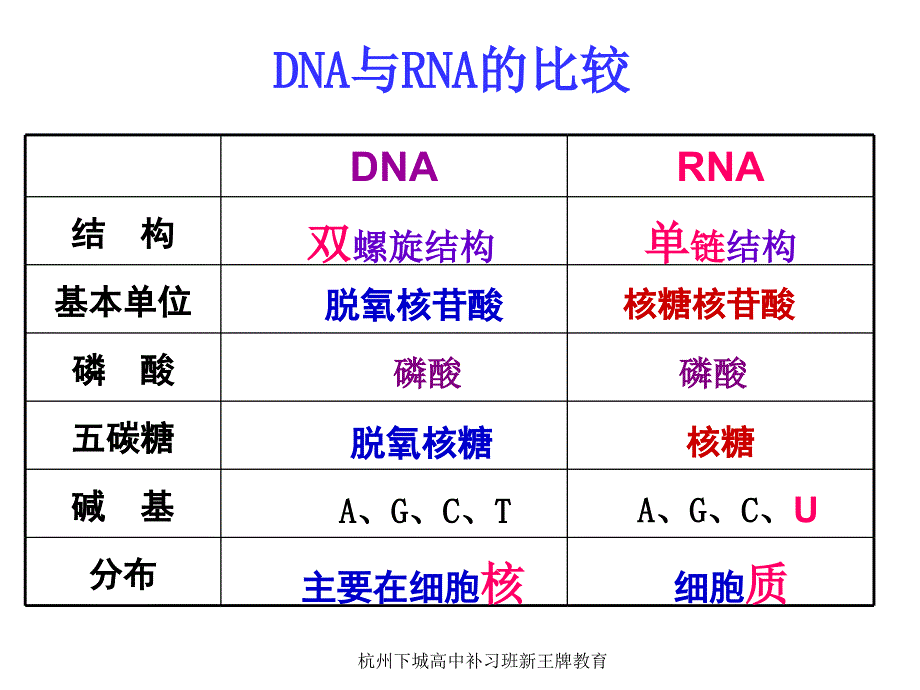 杭州下城高中补习班新王牌教育——基因指导蛋白质的合成_第4页