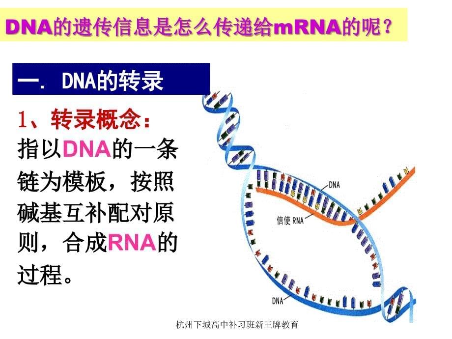 杭州下城高中补习班新王牌教育——基因指导蛋白质的合成_第5页