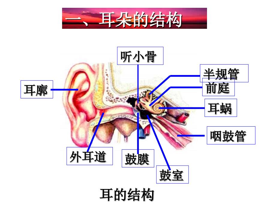 七年级科学耳和听觉_第3页