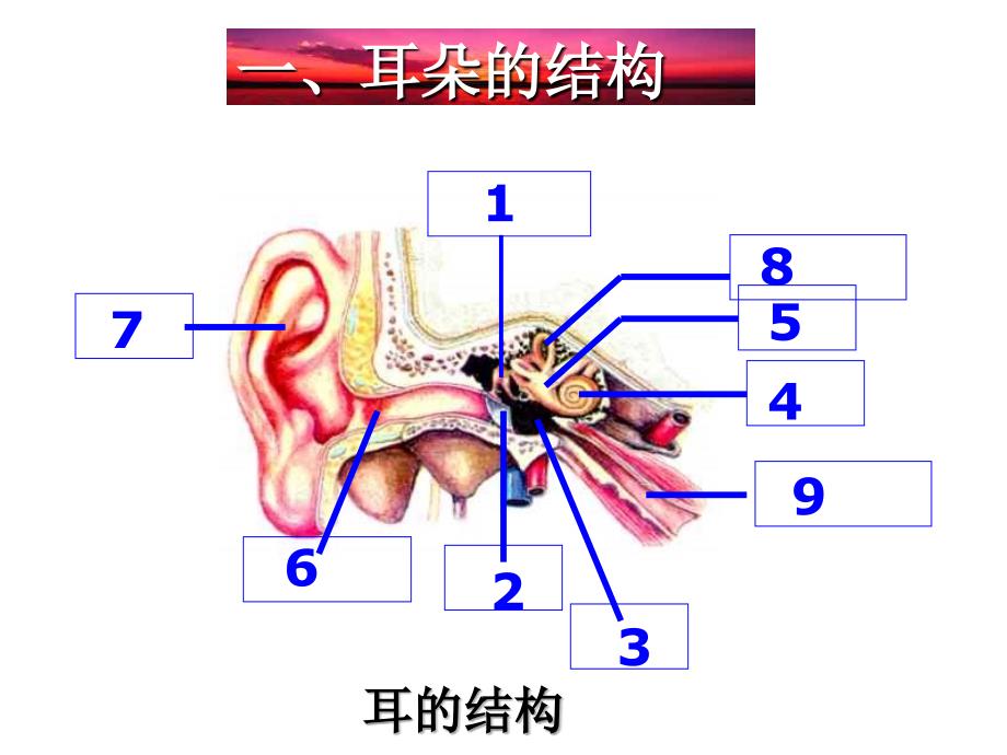 七年级科学耳和听觉_第4页