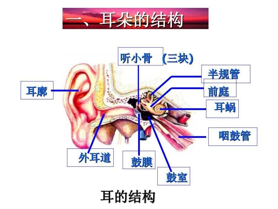 七年级科学耳和听觉_第5页