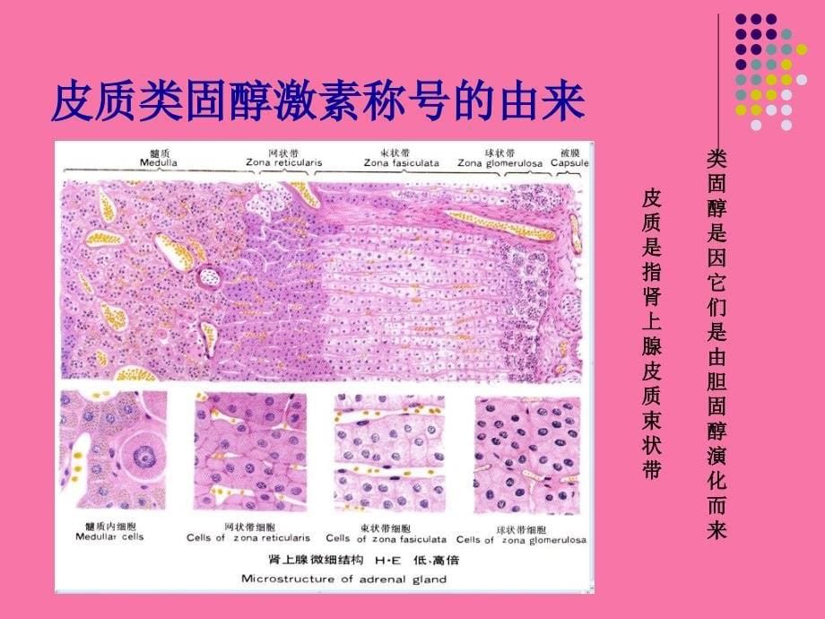 激素与皮肤病ppt课件_第5页