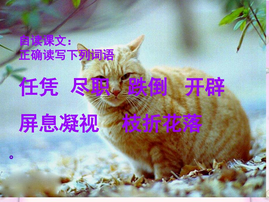 《猫》PPT课件_第4页