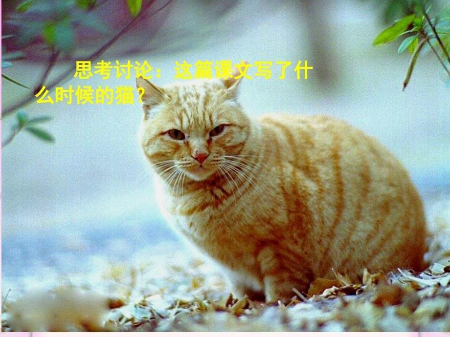 《猫》PPT课件_第5页