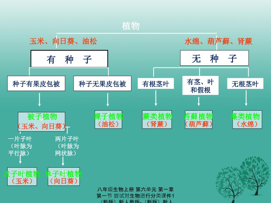 最新八年级生物上册第六单元第一章第一节尝试对生物进行分类1_第4页