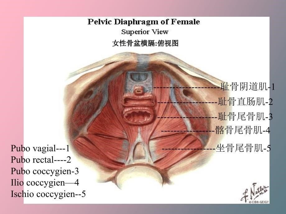 盆底功能康复技术_第5页