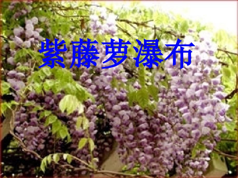 紫藤萝瀑布 (10)_第1页