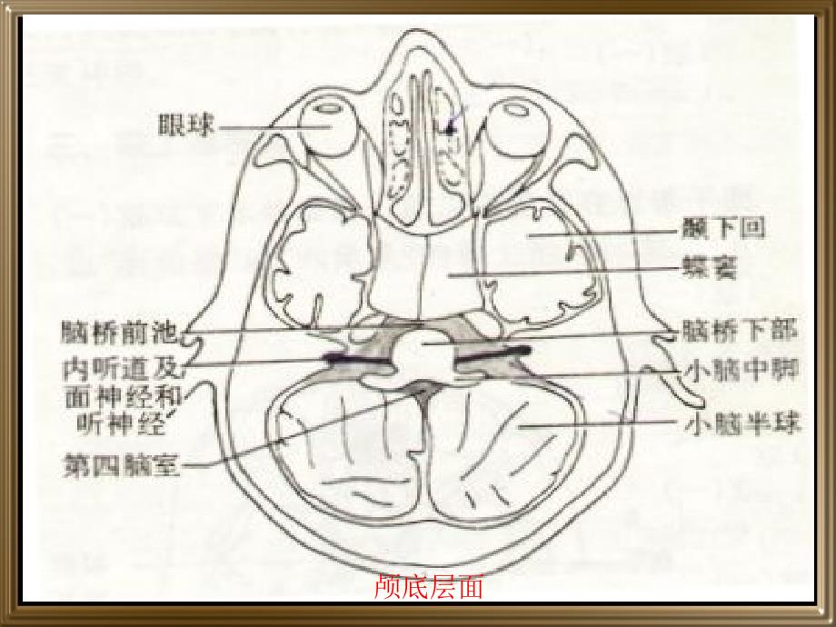 中枢神经系统断层影像_第2页