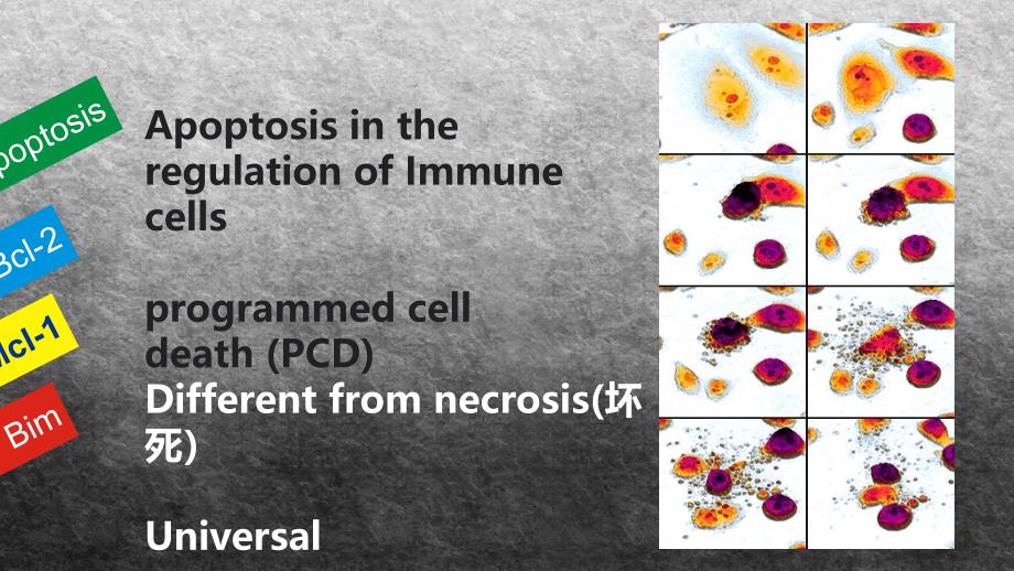 分子细胞生物学：Apoptosis_第4页