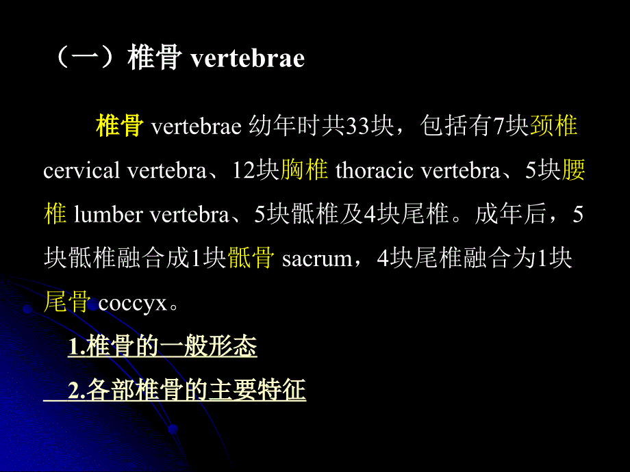 躯干骨及其骨连结ppt课件_第3页