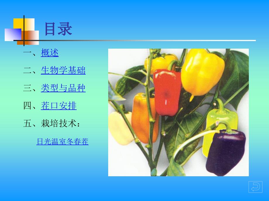 蔬菜栽培学-辣椒资料_第2页