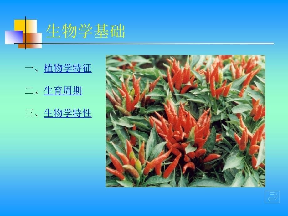 蔬菜栽培学-辣椒资料_第5页