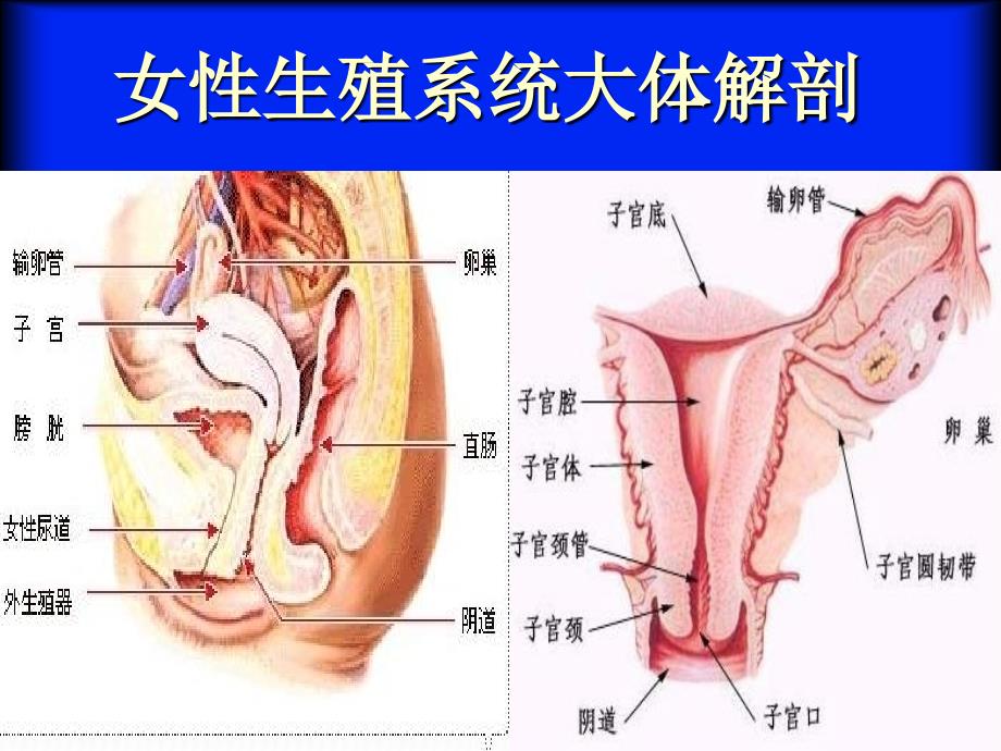 子宫腺肌症的MRI表现_第2页