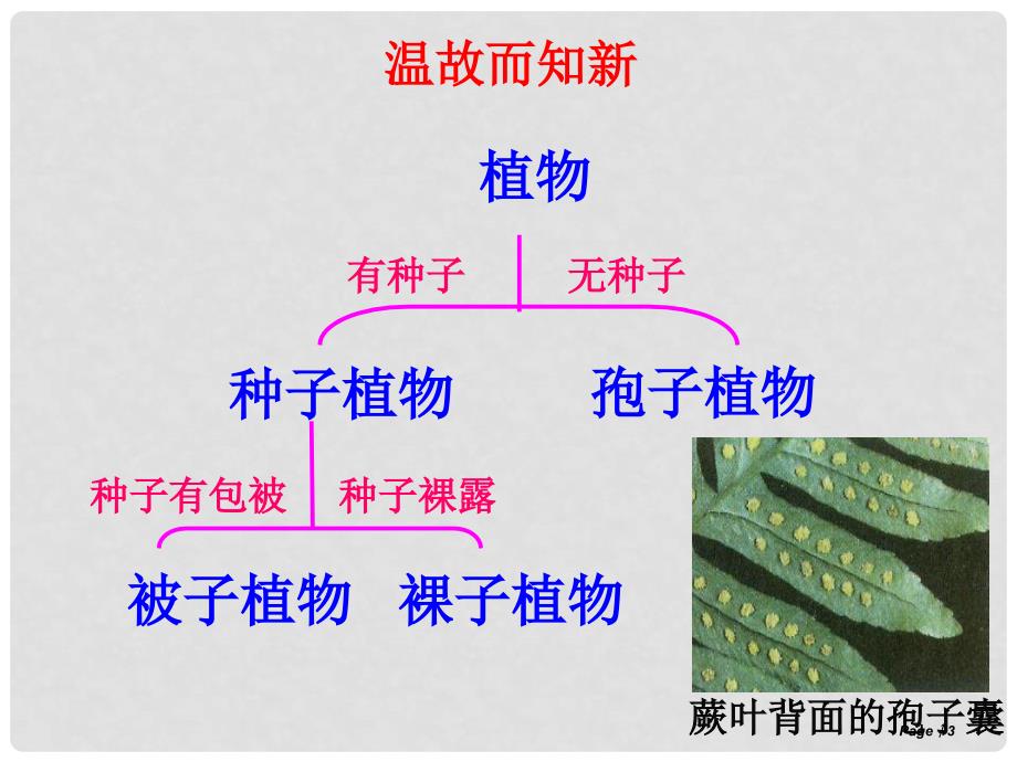 七年级科学上册 2.5 常见的植物（第2课时）课件 浙教版_第3页