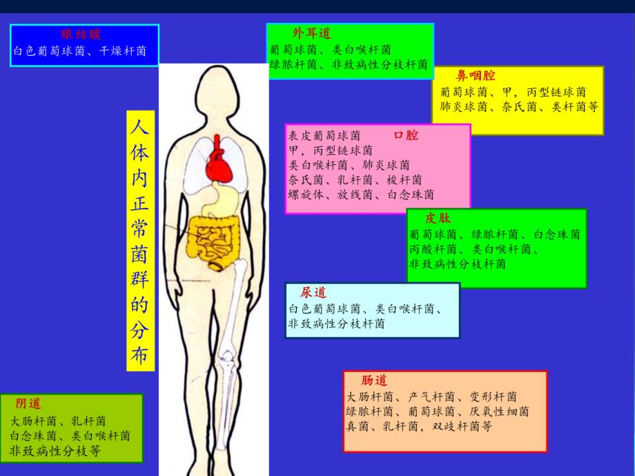 6.细菌感染与免疫护理_第3页