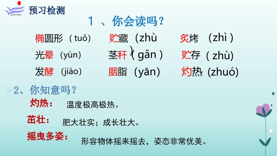 仙人掌教学课件_第4页