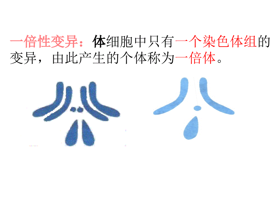 染色体变异应用课件_第1页