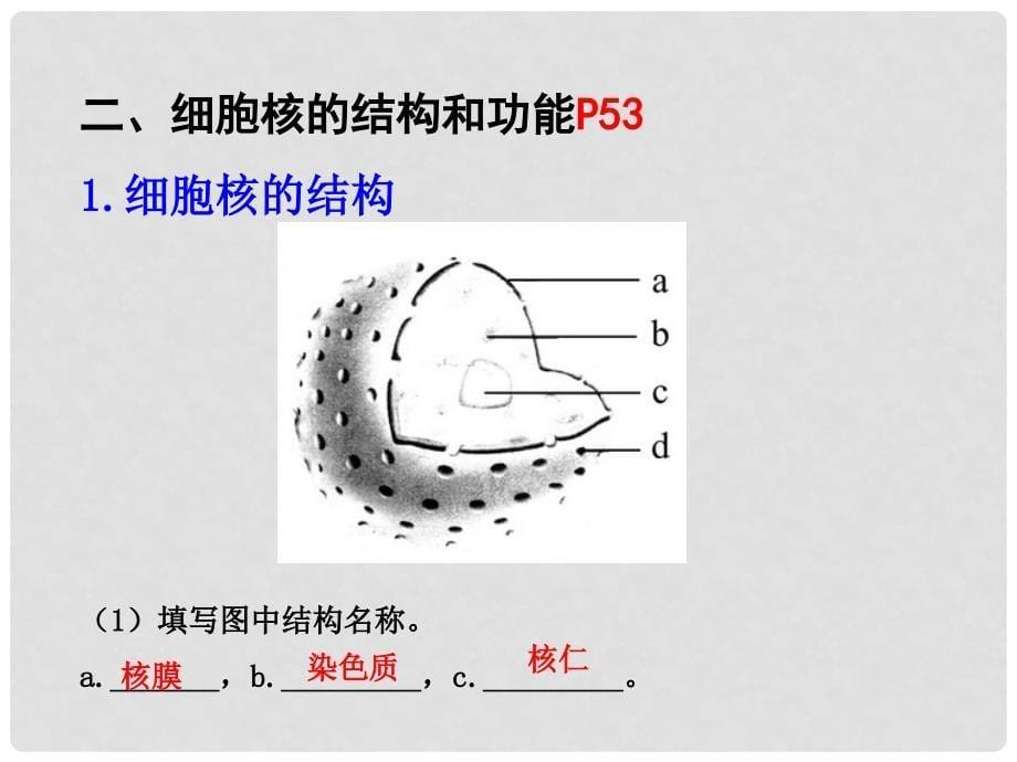 福建省长汀四中高一生物《3.1.3 细胞膜 系统的边界细胞核 系统的控制中心》课件 新人教版必修1_第5页