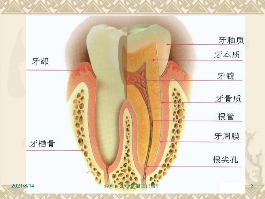 牙科基础知识培训_第3页