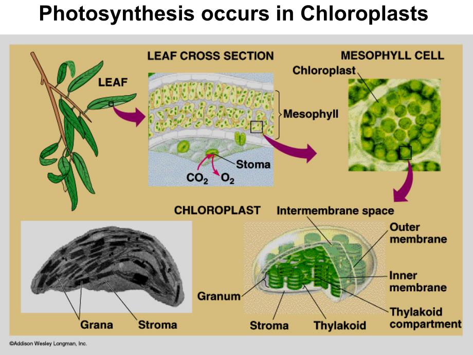 光合作用－类囊体结构 植物生理 教学课件_第4页