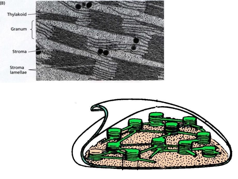 光合作用－类囊体结构 植物生理 教学课件_第5页