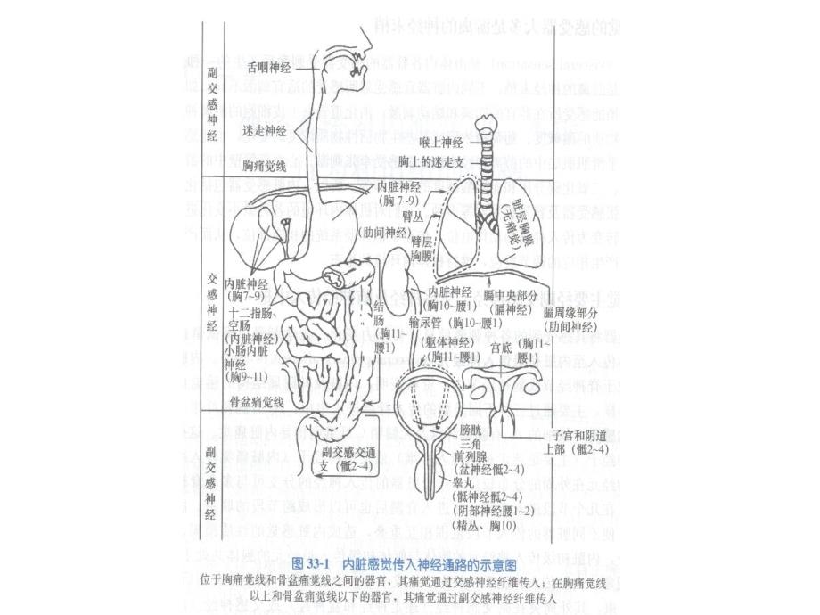 神经内脏本能睡眠PPT课件_第2页