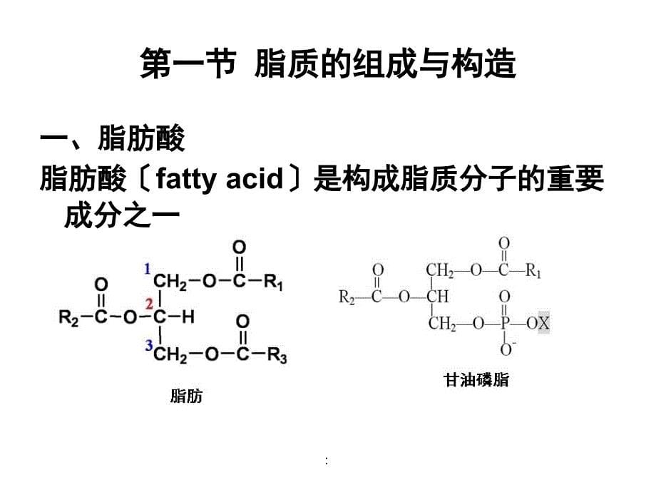 生物化学脂质代谢ppt课件_第5页