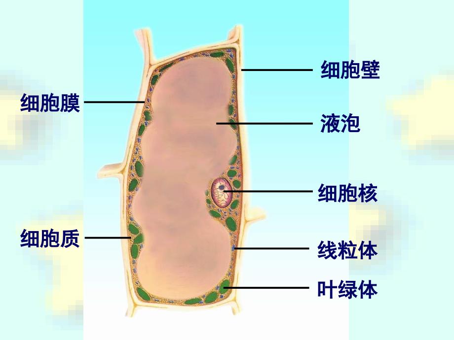 人和动物细胞结构与功能[精选文档]_第2页