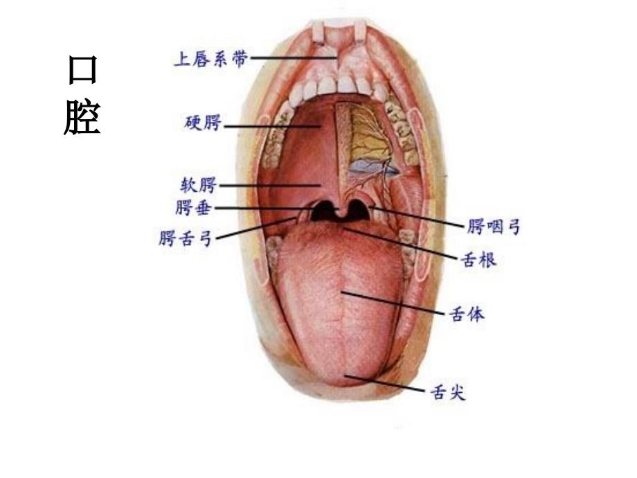 人体的消化系统(图)_第2页