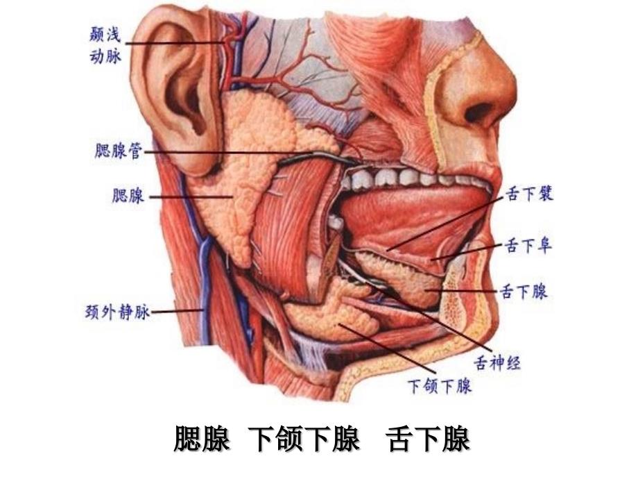 人体的消化系统(图)_第3页