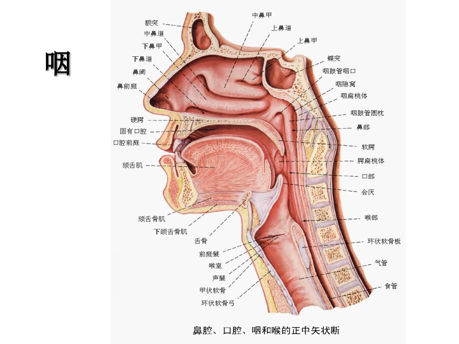 人体的消化系统(图)_第4页