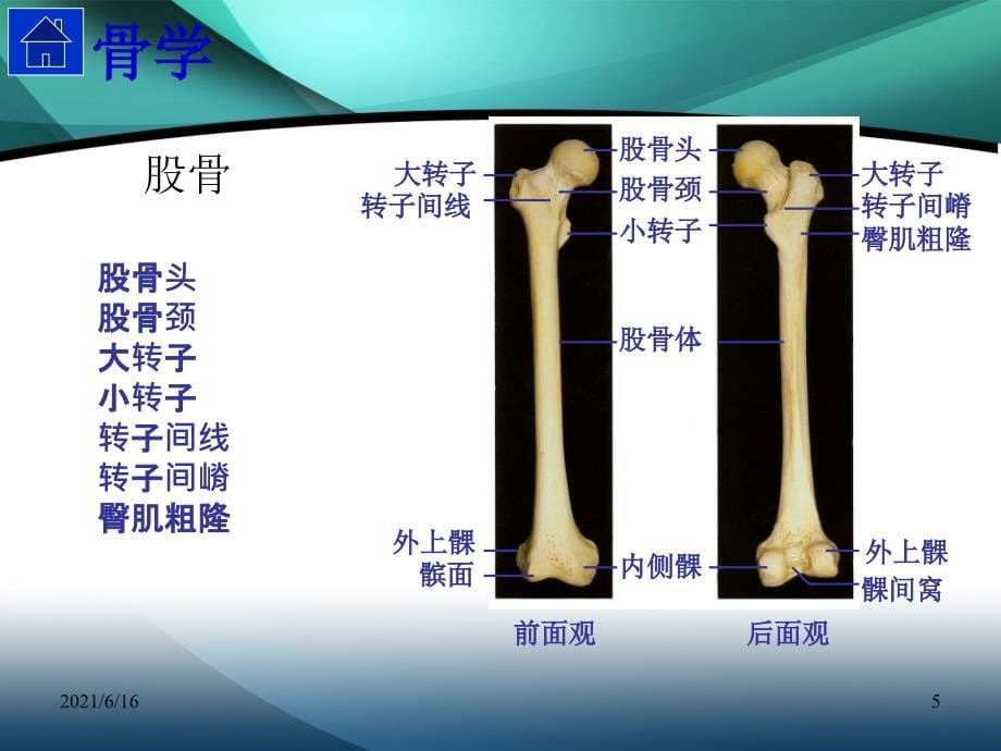 髋部解剖及生物力学_第5页