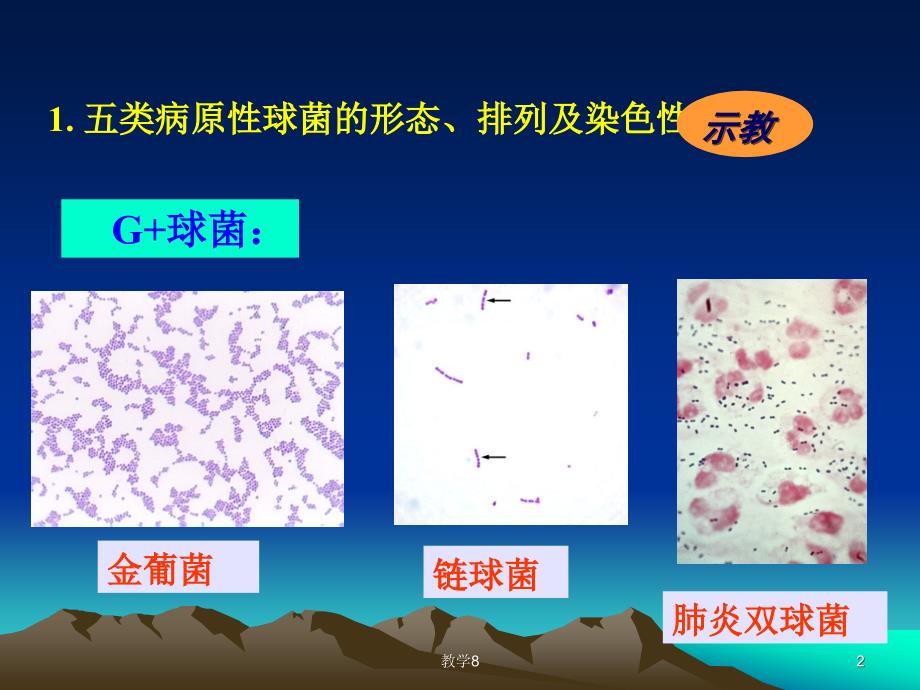 实验四病原性球菌沐风教育_第2页