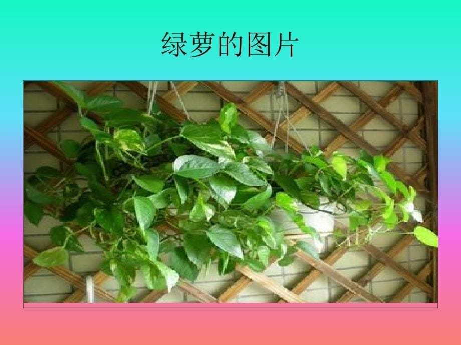 种植物的好处_第5页