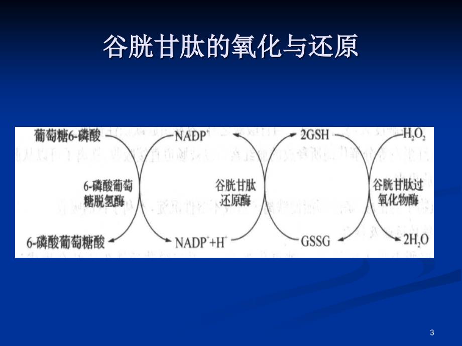 谷胱甘肽GSHPPT参考幻灯片_第3页