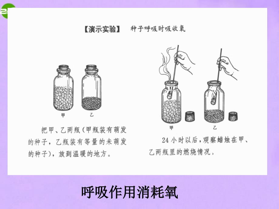 最新七年级生物上册第五章绿色植物与生物圈中的碳氧平衡人教新课标版课件_第2页