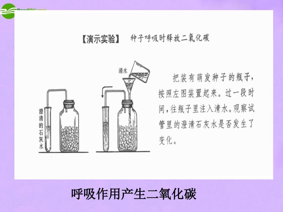 最新七年级生物上册第五章绿色植物与生物圈中的碳氧平衡人教新课标版课件_第3页