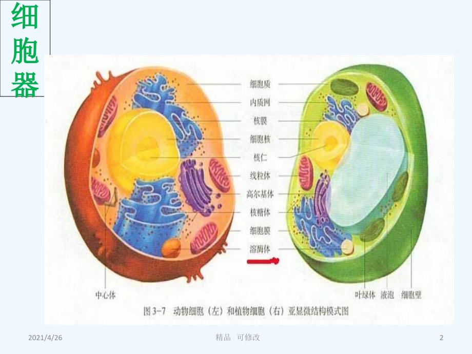 细胞器与疾病精品课件_第2页