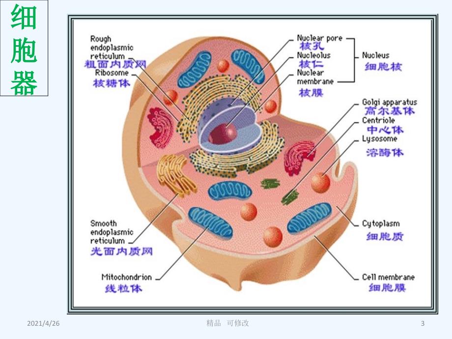 细胞器与疾病精品课件_第3页