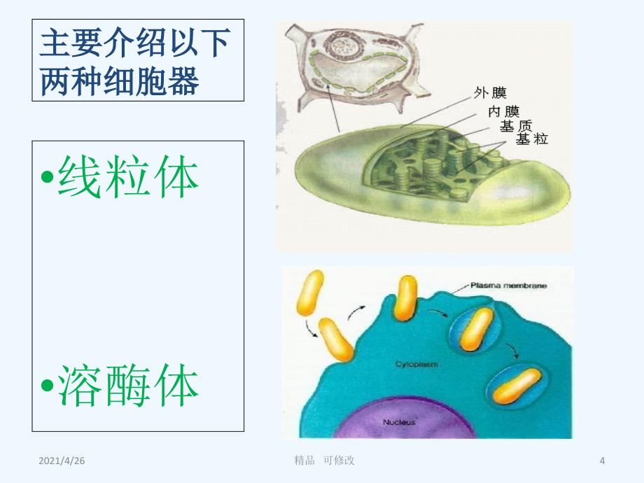 细胞器与疾病精品课件_第4页