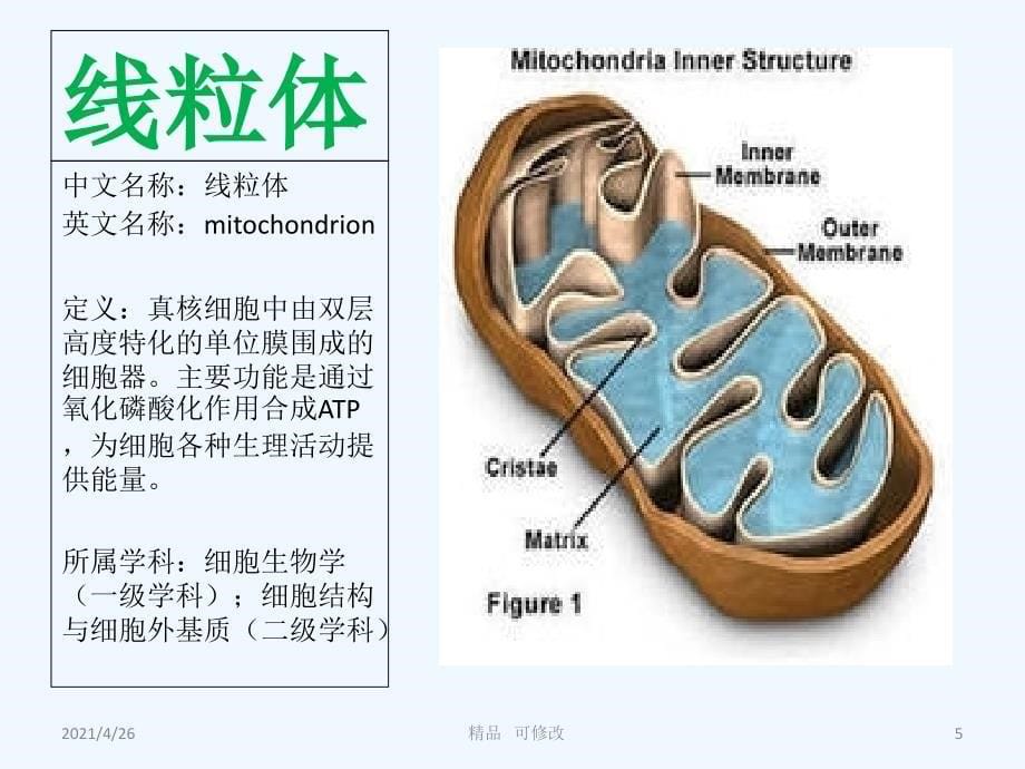 细胞器与疾病精品课件_第5页