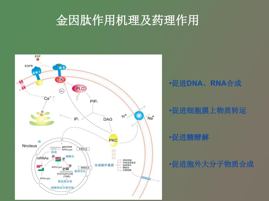 金因肽放疗科应用_第4页