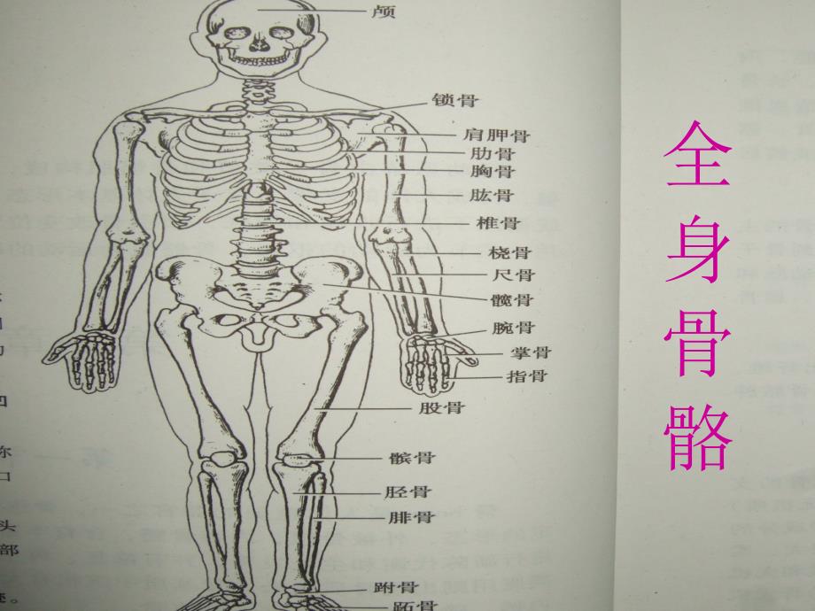 常见骨折与脱位的康复护理讲课稿_第2页