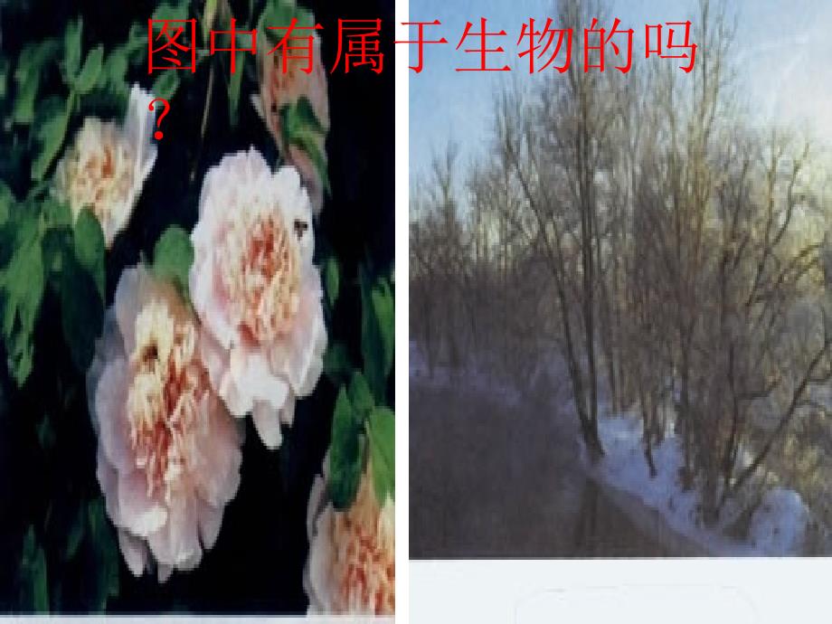 高中生物的第一堂课：绪论.ppt_第2页