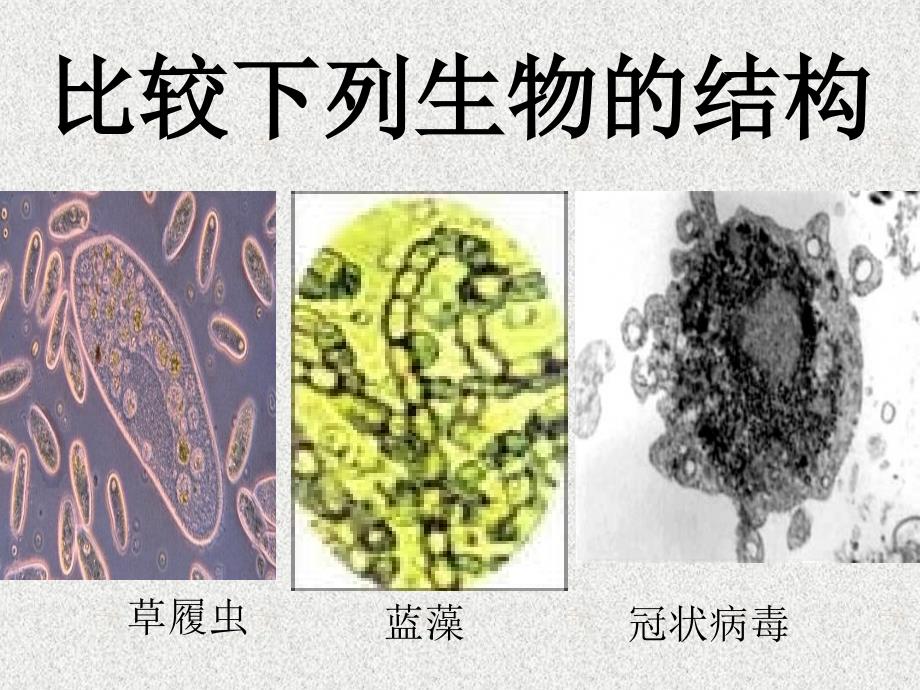 高中生物的第一堂课：绪论.ppt_第4页