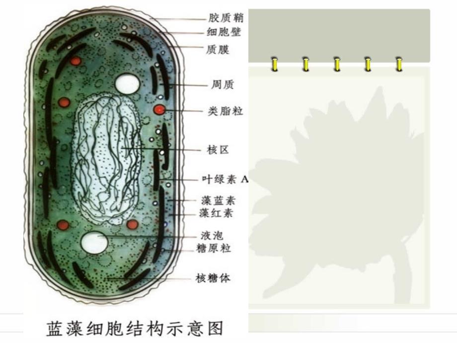 海洋微藻的分类PPT课件_第4页